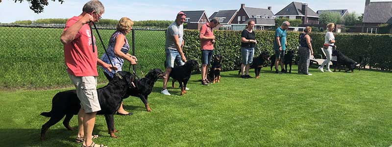 puppy's uit het M nest op de terugkomdag