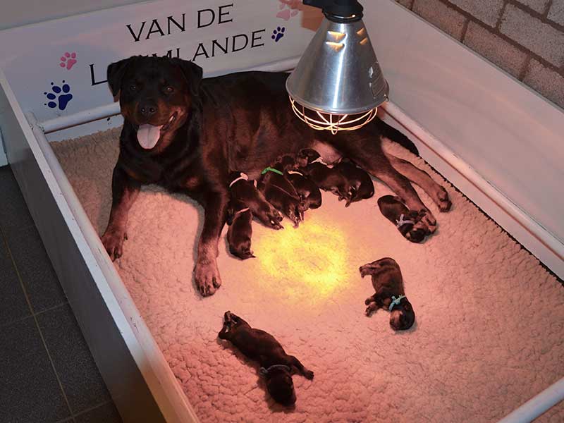 puppy's geboren