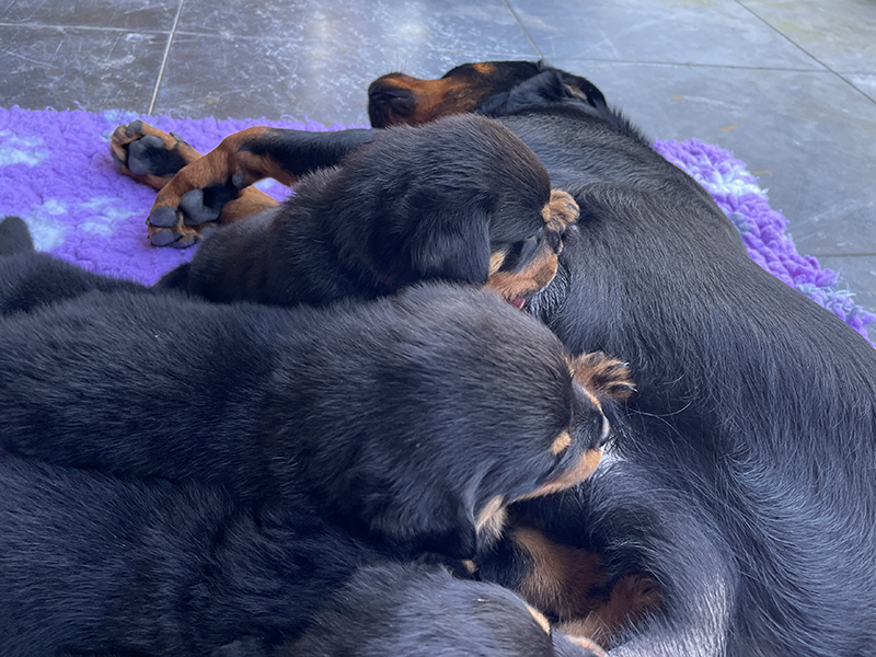 puppy's q-nest week 5