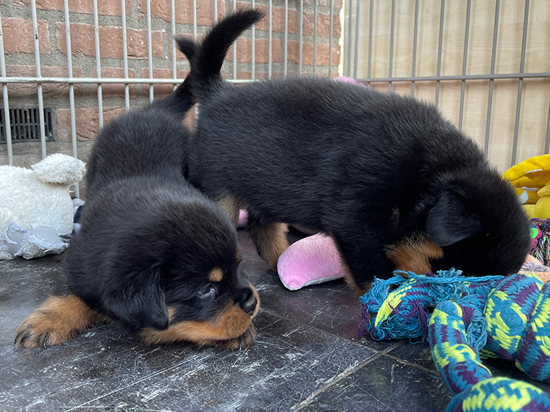 puppy's q-nest week 5
