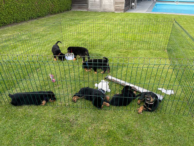 puppy's q-nest week 7