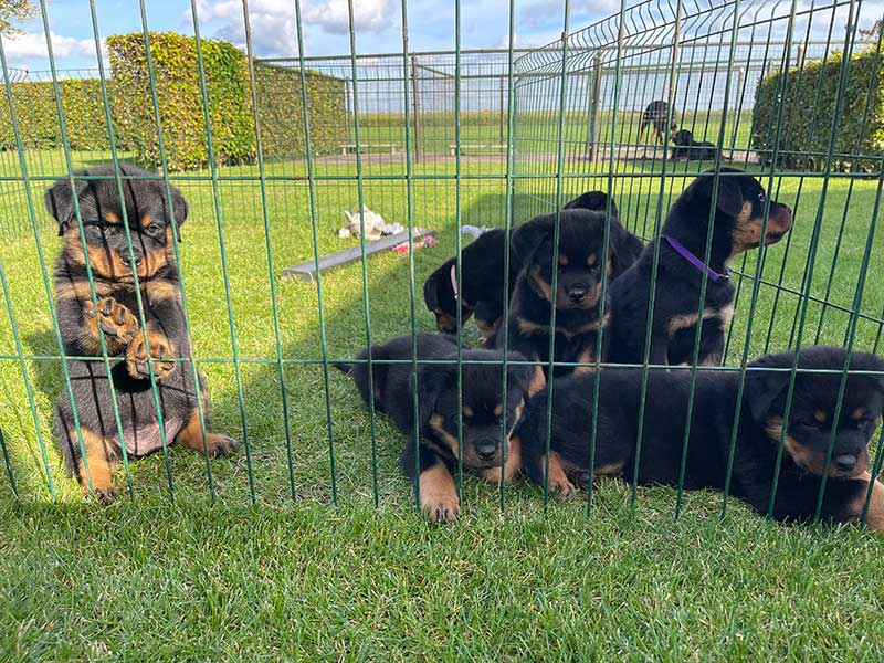 puppy's q-nest week 7