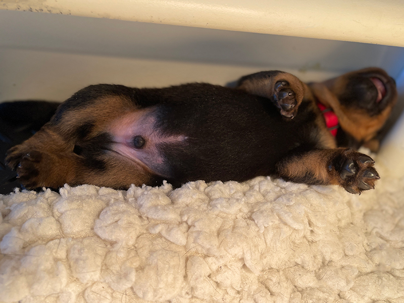 puppy's q-nest week 2