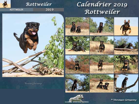 Rottweiler kalender 2019