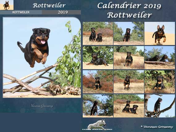 Rottweiler kalender 2019