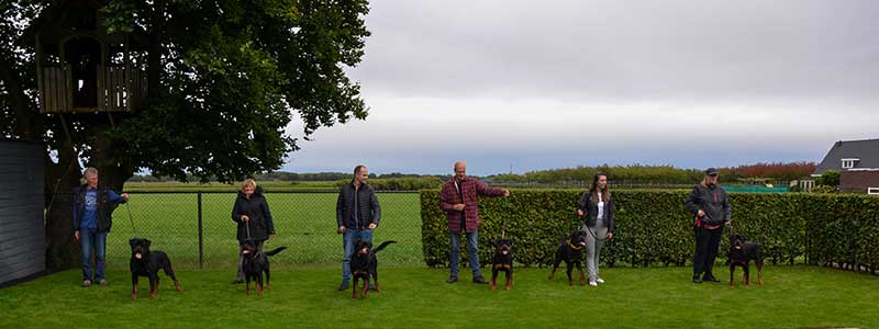 puppy's uit het N nest op de terugkomdag