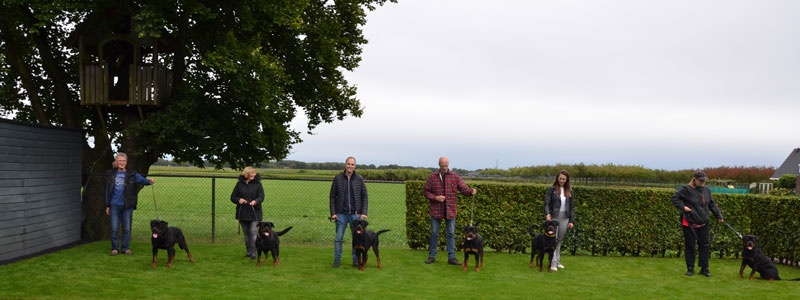 puppy's uit het n nest op de terugkomdag