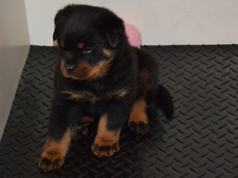 afbeelding rottweiler pup 5 weken oud