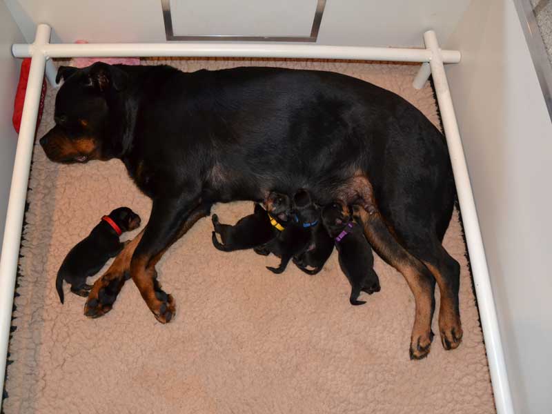 puppy's n-nest week 1