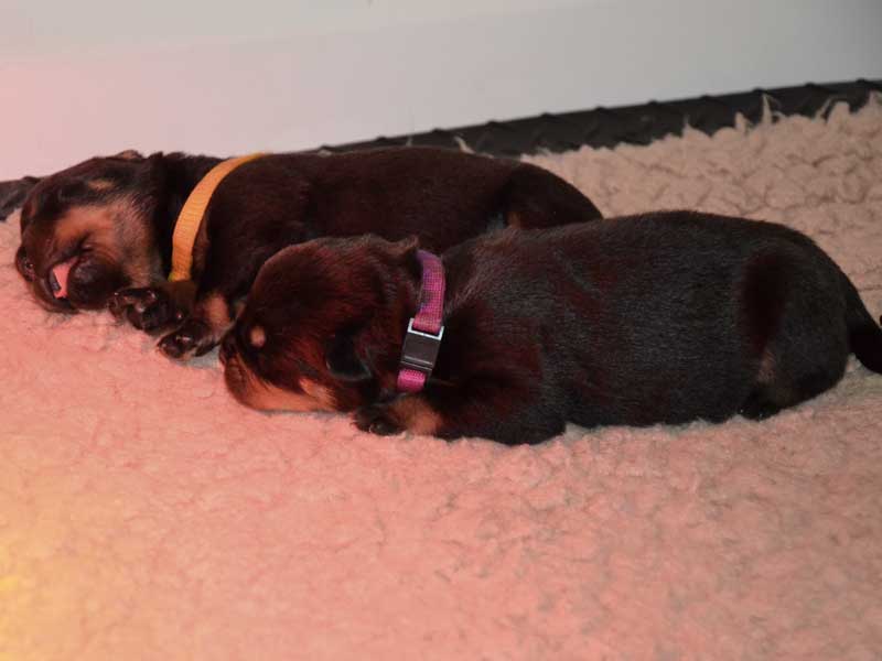 puppy's geboren zulu en java