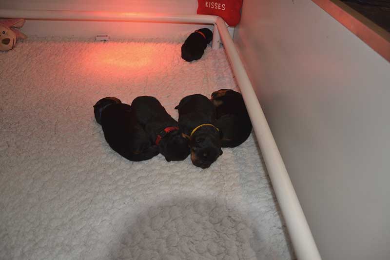 puppy's n-nest week 2