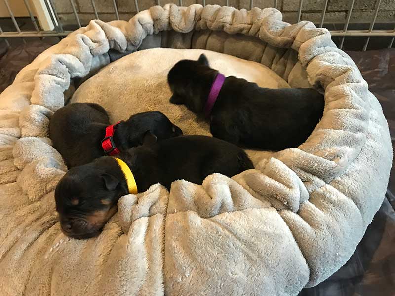 puppy's n-nest week 1