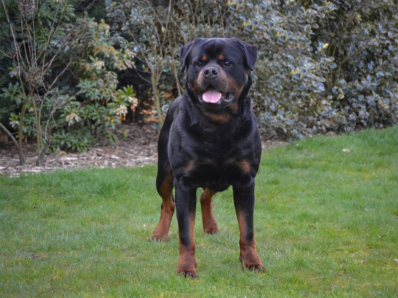 afbeelding van Zulu in de tuin