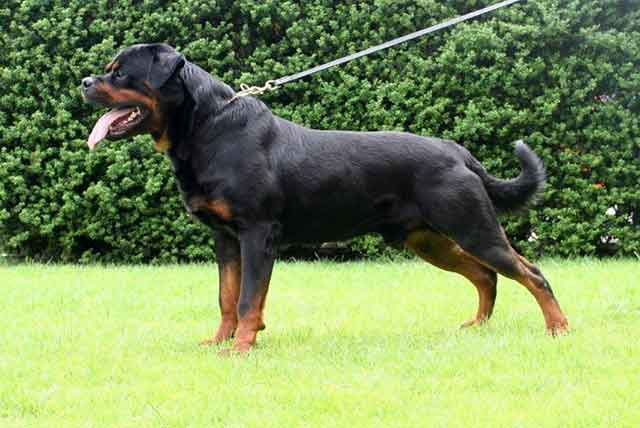 afbeelding Rottweiler reu Zulu